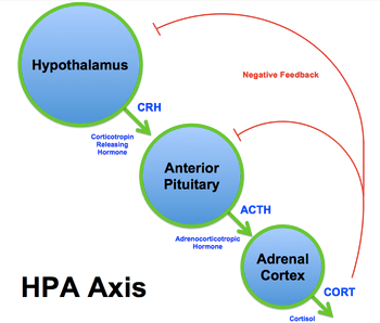 hpa-axis