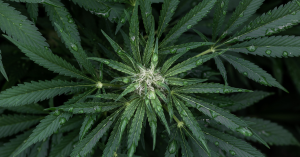 CBD